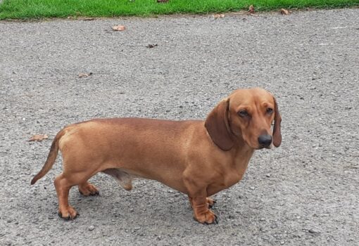 PRA Clear Smooth Miniature Dachshund puppies