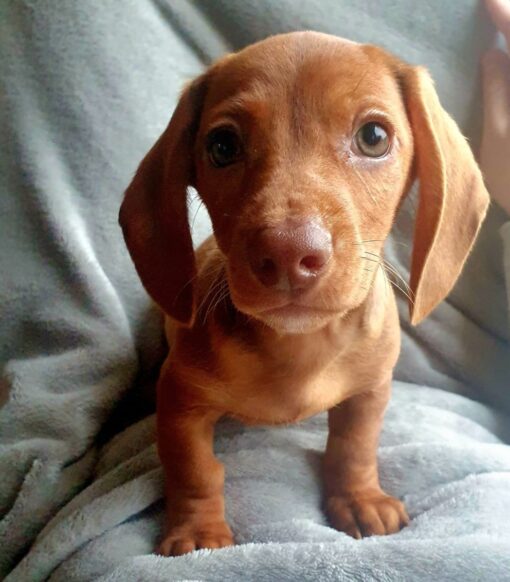 Standard Dachshund puppies For Sale