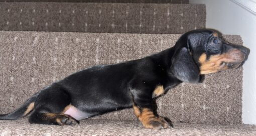 Female Dachshund Puppy for Sale 1