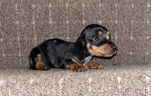 Female Dachshund Puppy for Sale