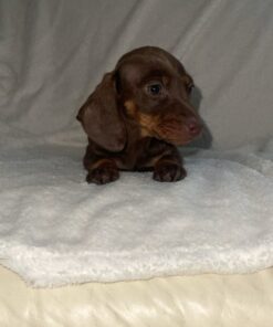 Female Dachshund puppy
