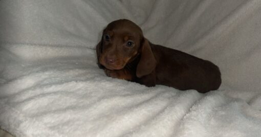 Female Dachshund puppy