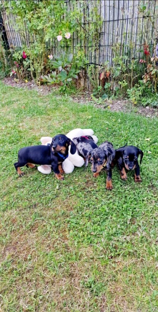 Miniature Dachshund puppies group 1