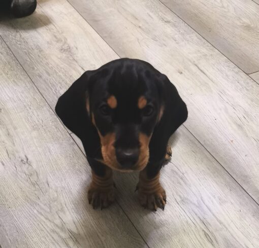 Standard-Dachshund-puppies