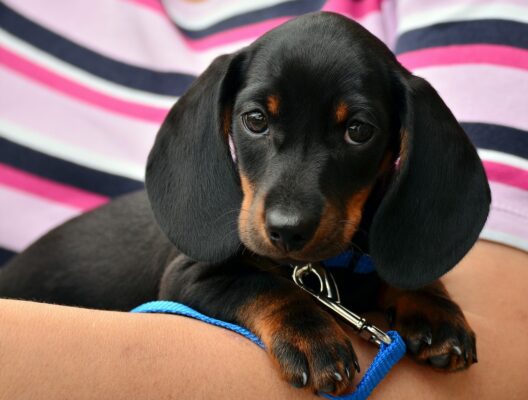 Standard Dachshund Puppies
